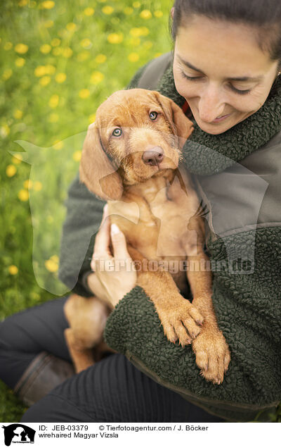 drahthaariger Magyar Vizsla / wirehaired Magyar Vizsla / JEB-03379