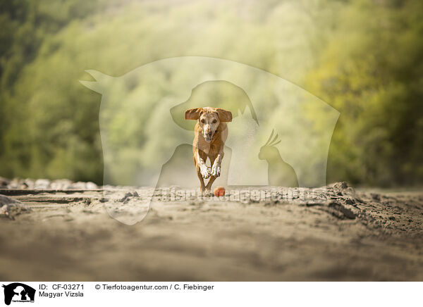 Magyar Vizsla / Magyar Vizsla / CF-03271
