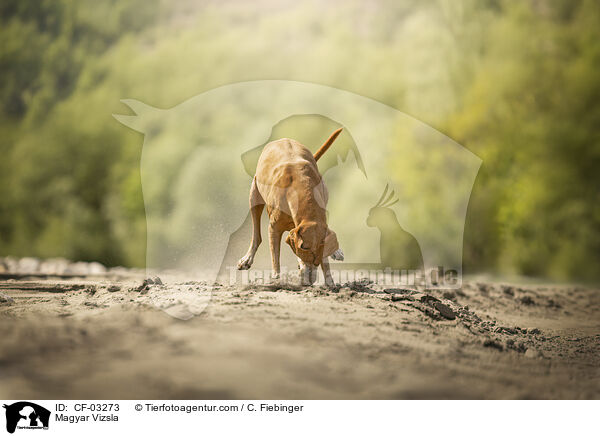 Magyar Vizsla / Magyar Vizsla / CF-03273