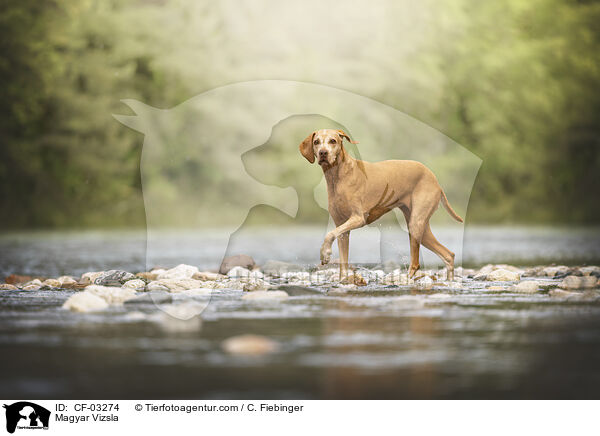 Magyar Vizsla / Magyar Vizsla / CF-03274