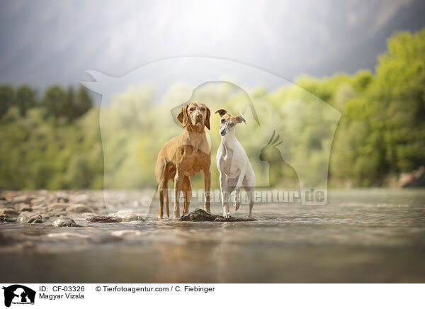 Magyar Vizsla / Magyar Vizsla / CF-03326