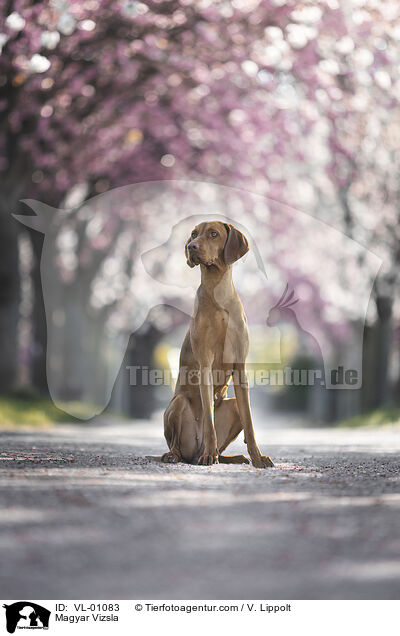 Magyar Vizsla / Magyar Vizsla / VL-01083