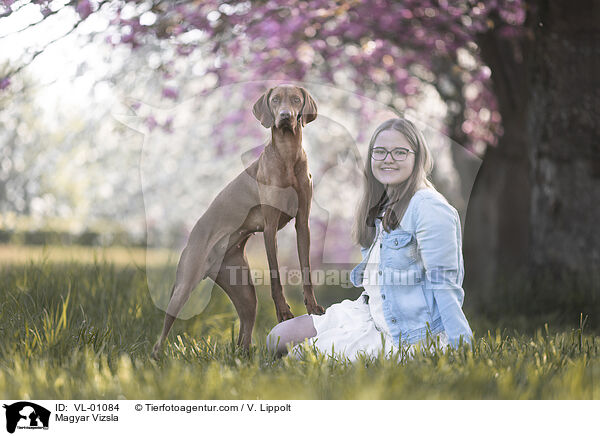 Magyar Vizsla / Magyar Vizsla / VL-01084
