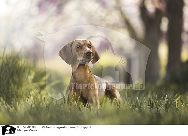 Magyar Vizsla / Magyar Vizsla / VL-01085
