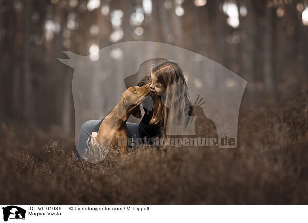 Magyar Vizsla / Magyar Vizsla / VL-01089