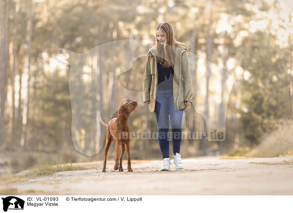 Magyar Vizsla / Magyar Vizsla / VL-01093