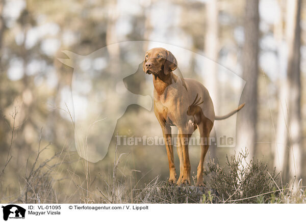 Magyar Vizsla / Magyar Vizsla / VL-01095