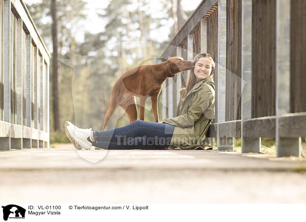 Magyar Vizsla / Magyar Vizsla / VL-01100