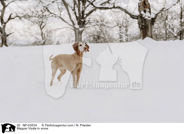 Magyar Vizsla im Schnee / Magyar Vizsla in snow / NP-03634