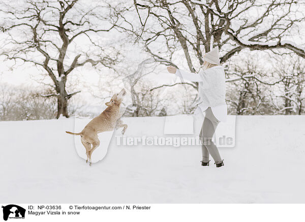 Magyar Vizsla im Schnee / Magyar Vizsla in snow / NP-03636