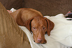 Magyar Vizsla