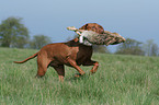 rabbit hunting training