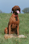 rabbit hunting training