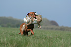 rabbit hunting training