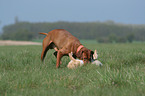 rabbit hunting training
