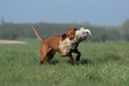 rabbit hunting training