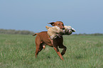rabbit hunting training