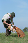 rabbit hunting training
