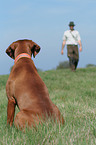 huntsman with Magyar Vizsla