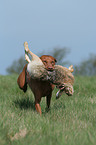 rabbit hunting training
