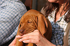 Magyar Vizsla puppy