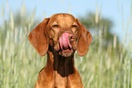 shorthaired Magyar Vizsla