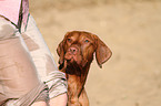 shorthaired Magyar Vizsla