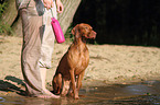 shorthaired Magyar Vizsla