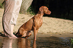 shorthaired Magyar Vizsla