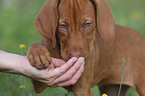 shorthaired Magyar Vizsla Puppy