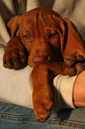 shorthaired Magyar Vizsla Puppy