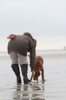 human and shorthaired Magyar Vizsla