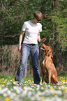 shorthaired Magyar Vizsla