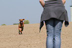 running shorthaired Magyar Vizsla