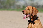shorthaired Magyar Vizsla portrait