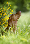 shorthaired Magyar Vizsla portrait