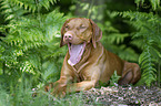 shorthaired Magyar Vizsla
