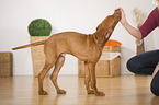 young Magyar Vizsla