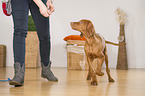 young Magyar Vizsla