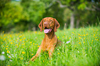 lying shorthaired Magyar Vizsla