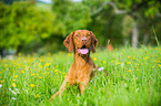 lying shorthaired Magyar Vizsla