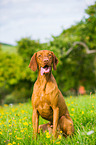 sitting shorthaired Magyar Vizsla