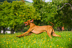 running shorthaired Magyar Vizsla