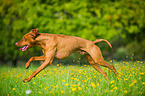 running shorthaired Magyar Vizsla