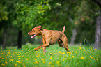 running shorthaired Magyar Vizsla