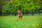 running shorthaired Magyar Vizsla