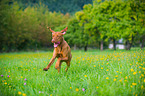 running shorthaired Magyar Vizsla