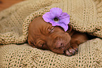 Magyar Vizsla Puppy