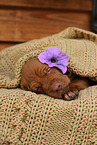 Magyar Vizsla Puppy