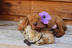 Magyar Vizsla Puppy